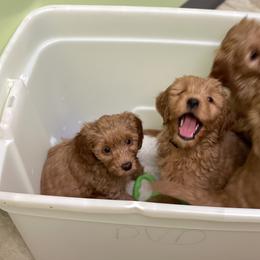 Goldendoodle Puppies from Coal Country Doodles