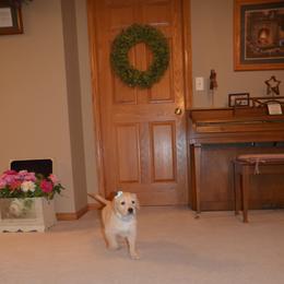 "Honey" Golden Retriever Puppies from Whispering Pines Precious Puppies