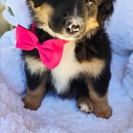 Please read the description - Black tri female Miniature American Shepherd puppy in Georgetown, California from Foothill Aussies