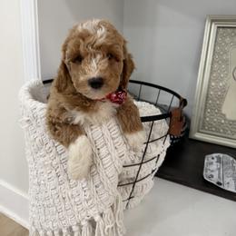 Tom - Apricot male Goldendoodle puppy in Mint Hill, North Carolina from DoodleForever
