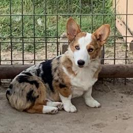 Quincy - American Corgi
