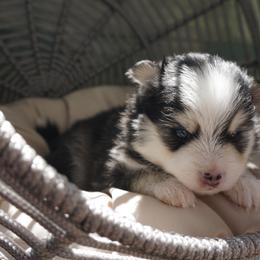 Pomsky Puppies from Arctic Star Pomskies