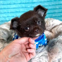 Kona - Chocolate and white male Chihuahua puppy in Mesa, Arizona from Arizona Dream Chihuahuas