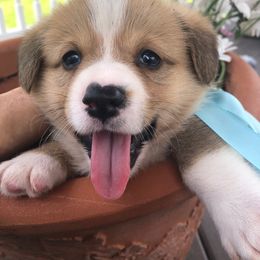 Pembroke Welsh Corgi Puppies from Miss Red's Corgi Farm