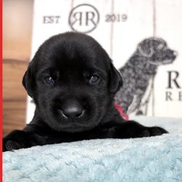 Red Collar Black Male - Black male Labrador Retriever puppy in Gainesville, Georgia from Rucker Retrievers