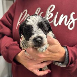 Odette - gray collar - Parti female Miniature Schnauzer puppy in Oneonta, Alabama from Murphree Valley Kennels