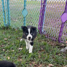 Girl 4 - Black tri-color female Australian Shepherd puppy in Lakeland, Florida from Infinite Aussies