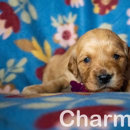 Golden Retriever Puppies from Happy Tails