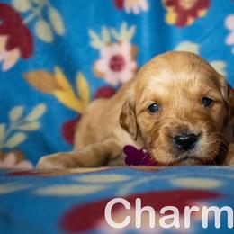 Golden Retriever Puppies from Happy Tails