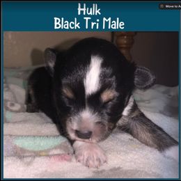 Miniature Australian Shepherd Puppies from Cockburn’s Toy and Mini Australian Shepherds