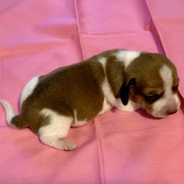 Dachshund Puppies from Wee Doggies Inc Just Dachshunds