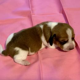 Dachshund Puppies from Wee Doggies Inc Just Dachshunds
