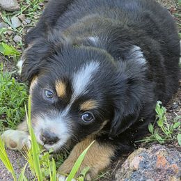 Hershey BTF - Black tri female Miniature Australian Shepherd puppy in Spirit Lake, Idaho from Gemstone Ridge Mini Aussies