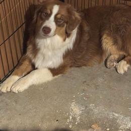 Chandler - Red male Australian Shepherd puppy in Lancaster, California from Leyline Australian Shepherds