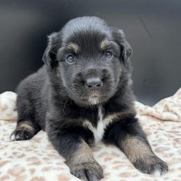Boy 3 - Black tri male Miniature Australian Shepherd puppy in Arcadia, Indiana from Sunset Cowgirl Mini Aussies