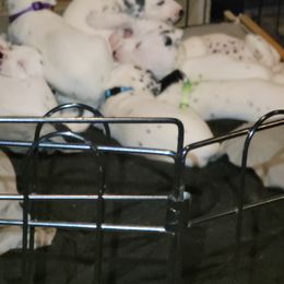 Dalmatian Puppies from Delaney's Dalmatians