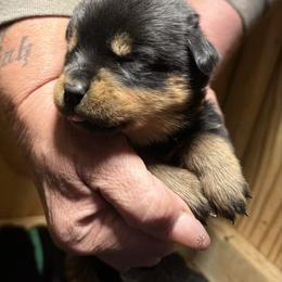 Girl 4 - Black and mahogany female Rottweiler puppy in Cartersville, Virginia from Vom Heldenhaft Rottweilers