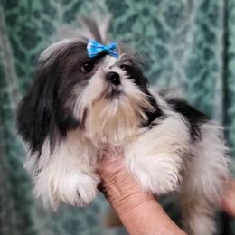 Blossom - Shih Tzu