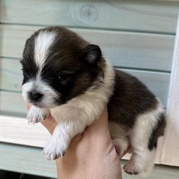 Nala - Red sable female Pomeranian puppy in Waller (Northwest Of Houston), Texas from Blue Cottage Pomeranians