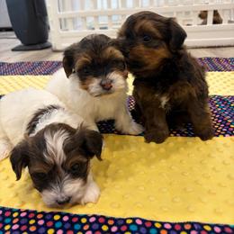 Havanese puppies from LUCKY HAVANESE