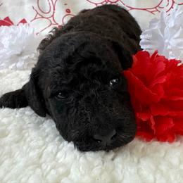 Linus - All black with White chest - Parti male Poodle puppy in Canfield, Ohio from Poo's Doo's & Inu's