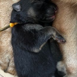 German Shepherd Puppies from German Shepherds
