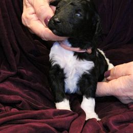 Poodle Puppies from Chapel Hill Poodles