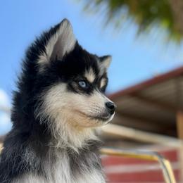 Rowan - Black and white male Pomsky puppy in Mesa, Arizona from Platinum Pomskies