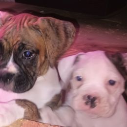 JR - Brindle male Boxer puppy in Minnesota from Timmies Boxers