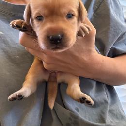 Female 2 - Yellow female Labrador Retriever puppy in Wardensville, West Virginia from Sager’s Labrador Puppies