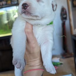 Pomsky Puppies from Valparaiso Pomskys