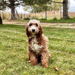 Grace - Goldendoodle