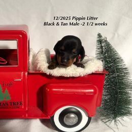 Black and tan male - Black and tan male Dachshund puppy in Huggins, Missouri from RJ's Miniature Dachshunds