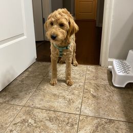 Tilly - Goldendoodle