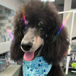 Oakley - Poodle