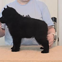 Schipperke puppies from Dashing Schipperkes