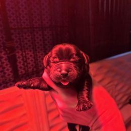 Boy 7 - Black male Labrador Retriever puppy in Andrews, South Carolina from Leyland Cypress Retrievers