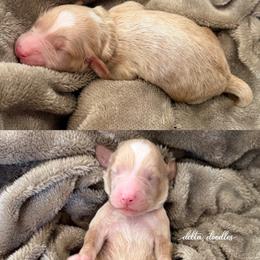 Brown collar - Caramel male Labradoodle puppy in Clovis, California from Delta Doodless