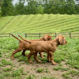 Wirehaired Vizsla Puppies from Cave Canis Kennels