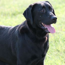 Beethoven - Labrador Retriever