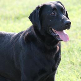 Beethoven - Labrador Retriever