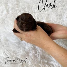 Clark - Chocolate male Australian Labradoodle puppy in Oregon from Forever Loyal Labradoodles
