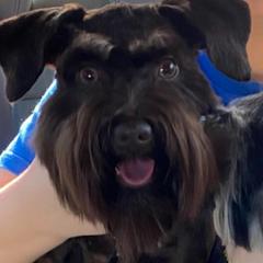 Miniature Schnauzers from Vazquez Kennel