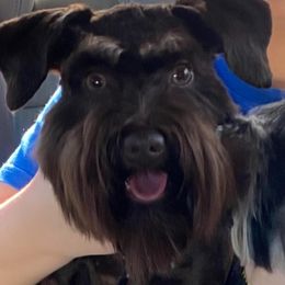 Miniature Schnauzers from Vazquez Kennel