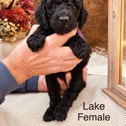 Lake - Black female Poodle puppy in Woodleaf, North Carolina from Circle T Ranch K9s