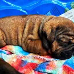 Bulldog Puppies from EMR’s Bulldogs