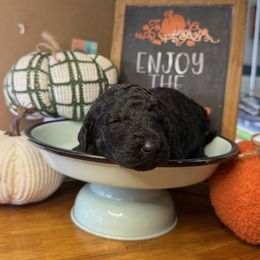 Nova - Tri-color female Bernedoodle puppy in Lookout, California from Remington Kennels, LLC