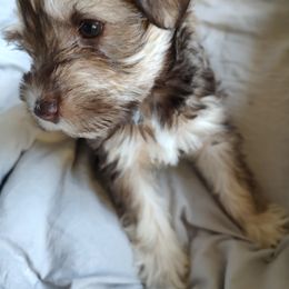 Miniature Schnauzer Puppies from JVH Mini Schnauzers