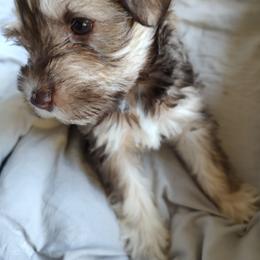 Miniature Schnauzer Puppies from JVH Mini Schnauzers