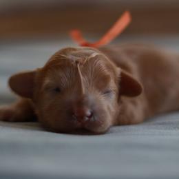 Miss Orange - Apricot female Maltipoo puppy in Springtown, Texas from North Texas Puppies